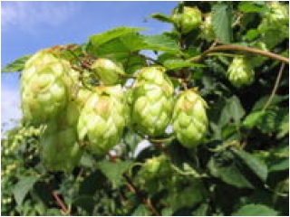 Bayer, núi Alps và món chân giò nướng_1