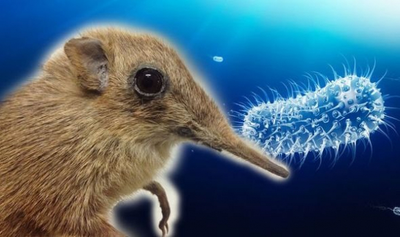 Đức phát hiện ca nhiễm virus hiếm đầu tiên, tỷ lệ tử vong gần 100%